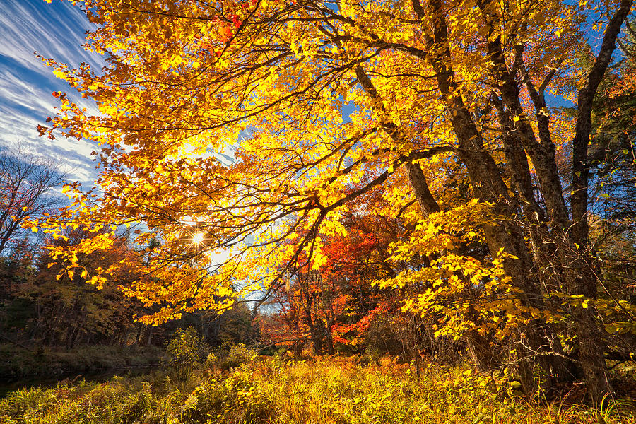 Autumn Grandeur Along The Kelly River Photograph by Irwin Barrett