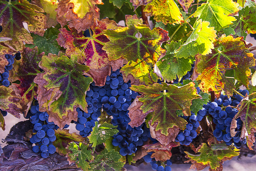 Grape Photograph - autumn Grapes by Garry Gay