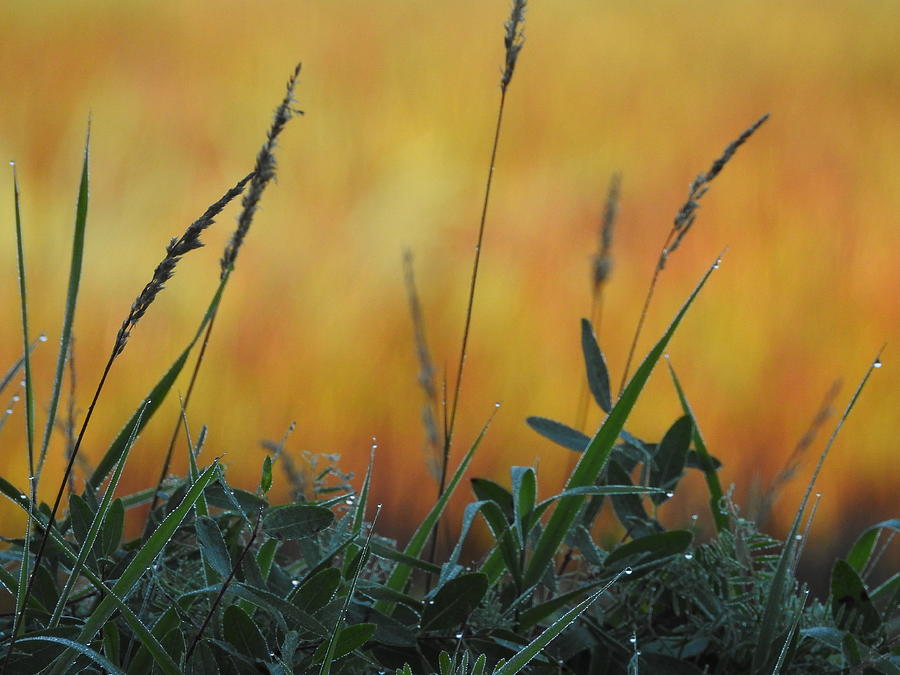 Autumn Grass Photograph by Betty-Anne McDonald