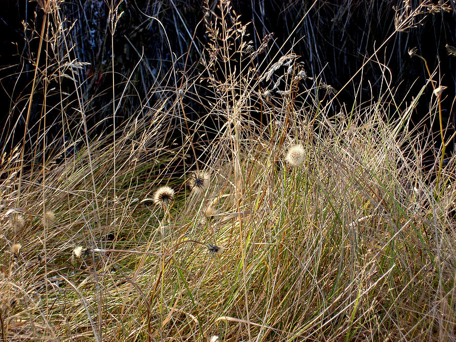 Autumn Grass Photograph by Marilynne Bull