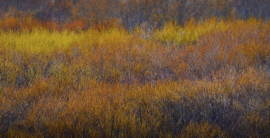 Autumn Grass Photograph by Nadalyn Larsen