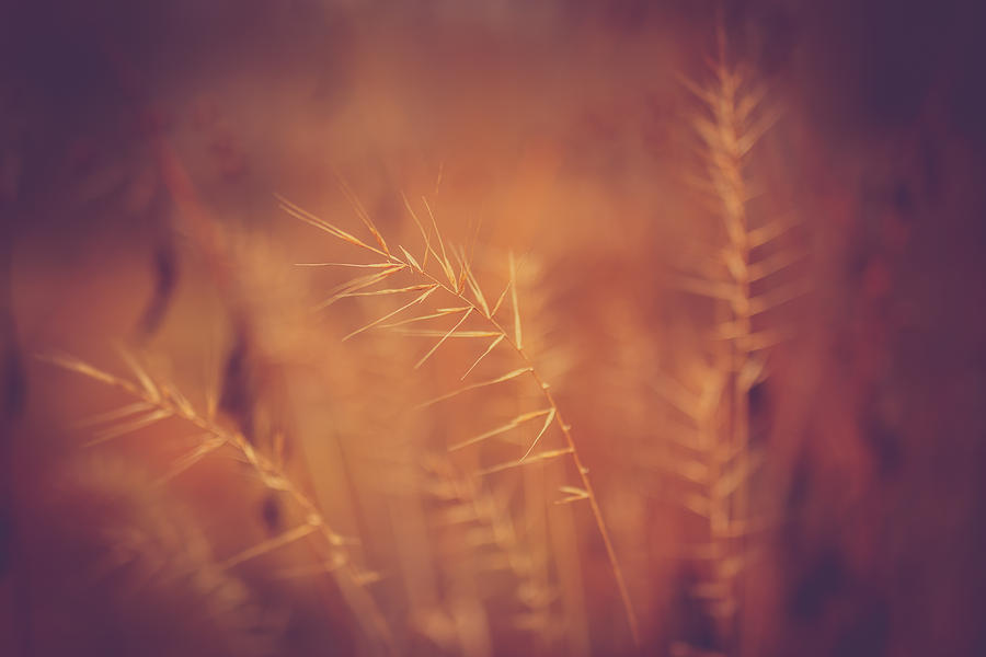 Autumn Grass Photograph by Shane Holsclaw