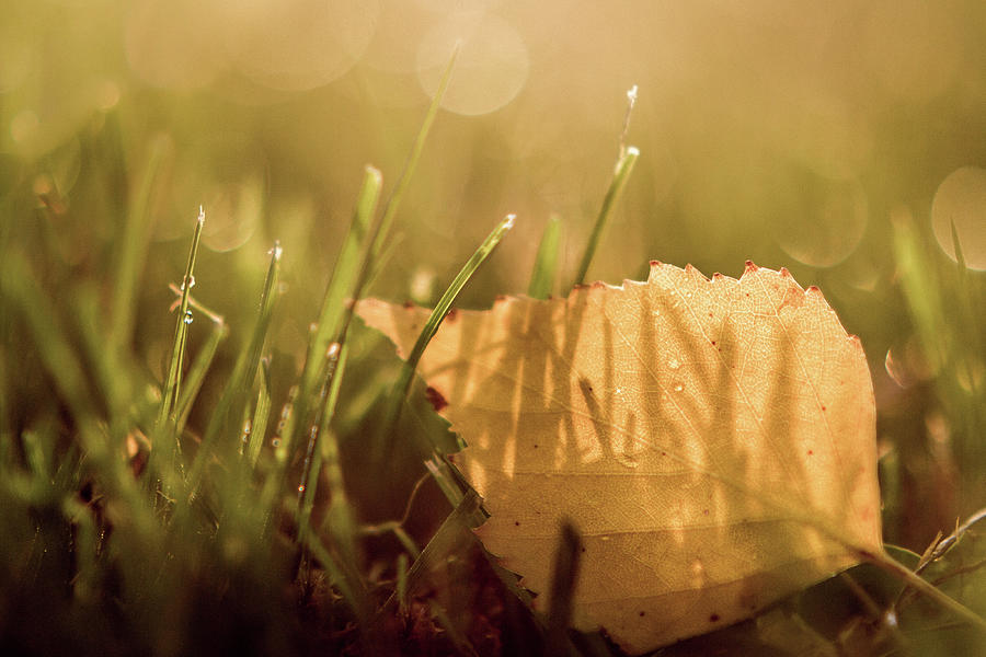 Up Movie Photograph - Autumn grass with dew and fallen leaf II by Aldona Pivoriene