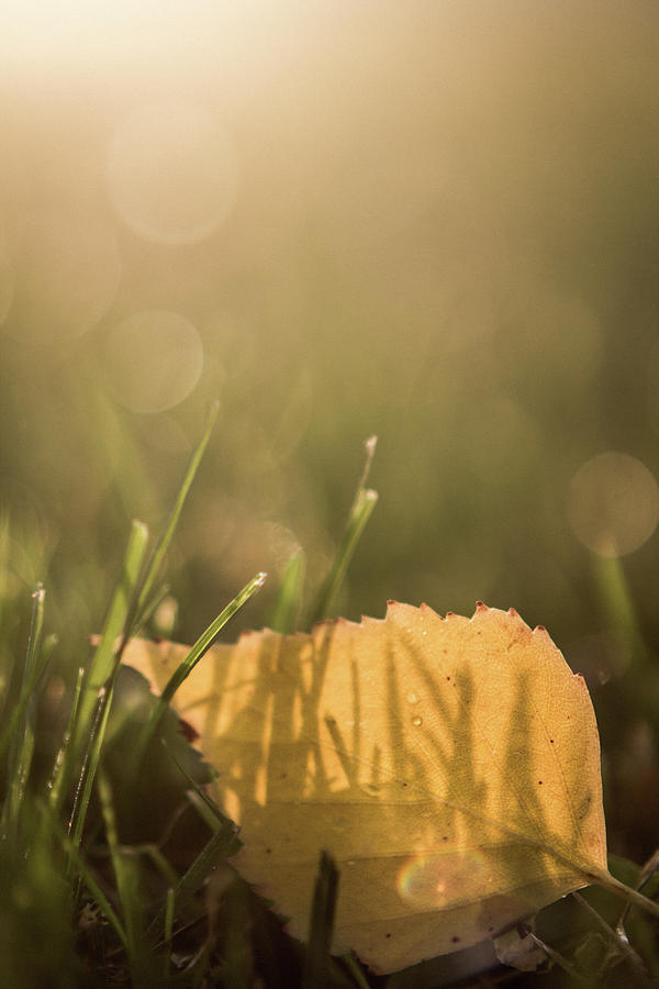 Up Movie Photograph - Autumn grass with dew and fallen leaf III by Aldona Pivoriene