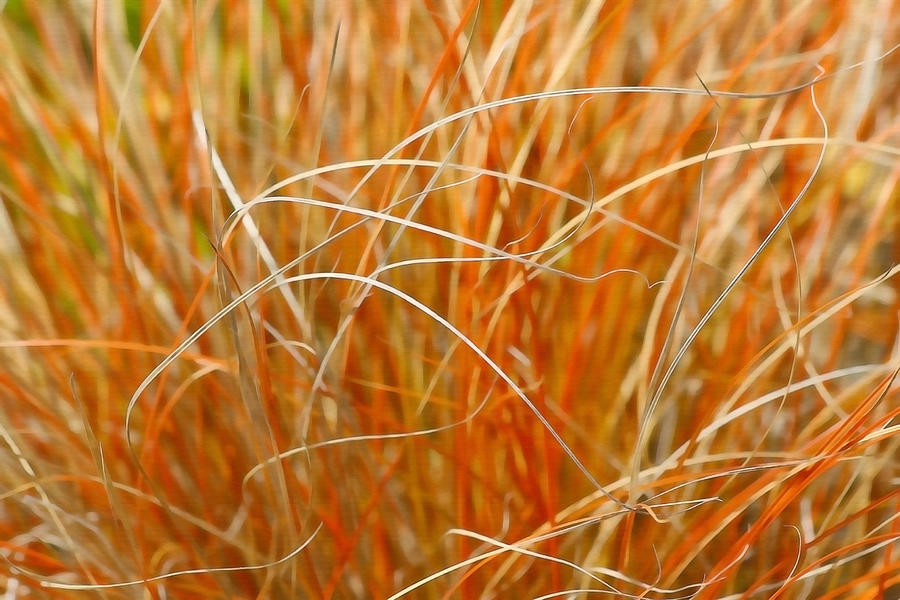 Autumn Grass Abstract Photograph by Art Block Collections