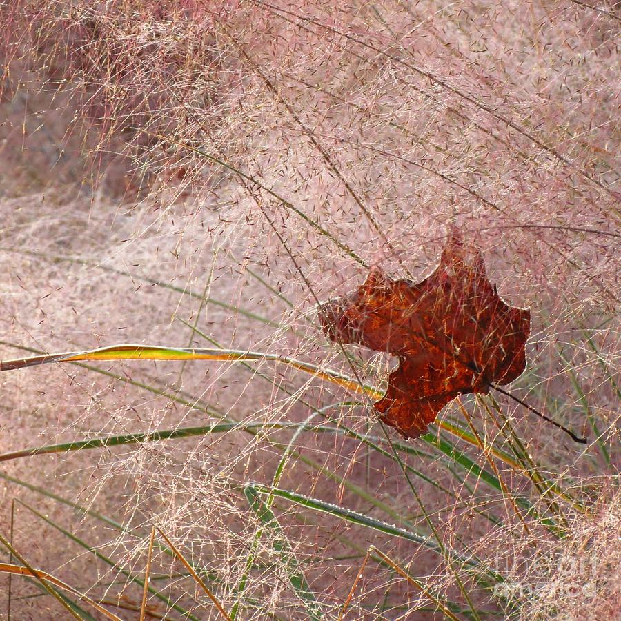 Autumn Grasses Photograph by Anita Adams
