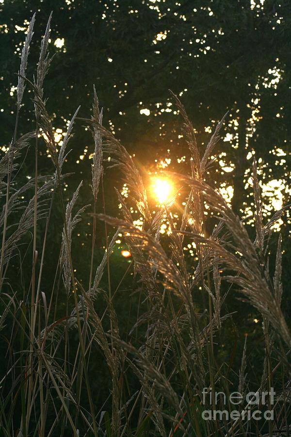 Autumn Grasses in the Morning Photograph by Nadine Rippelmeyer