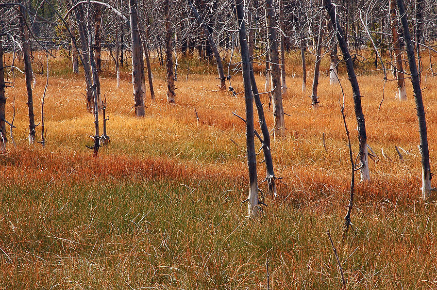 Autumn Grasses in Yellowstone Photograph by Bruce Gourley