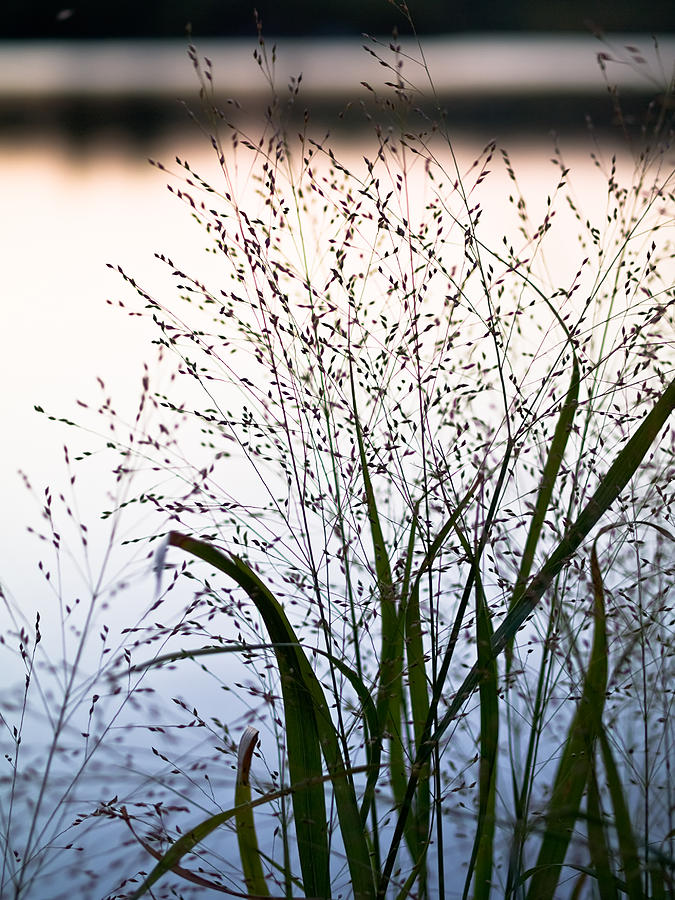 Autumn Grasses Photograph by Jim DeLillo