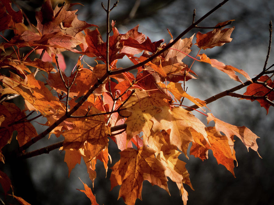 Autumn Gray Photograph by Kimberly Mackowski