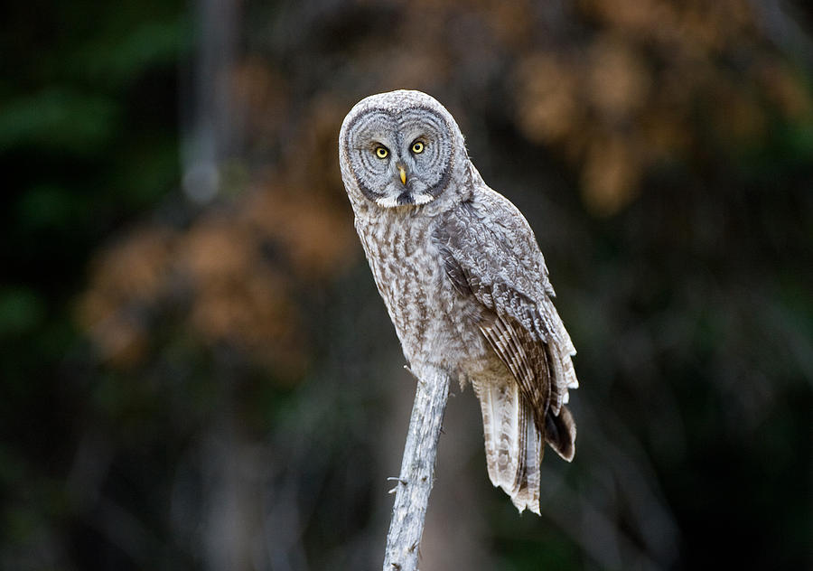 Autumn Great Gray Owl Photograph by Max Waugh