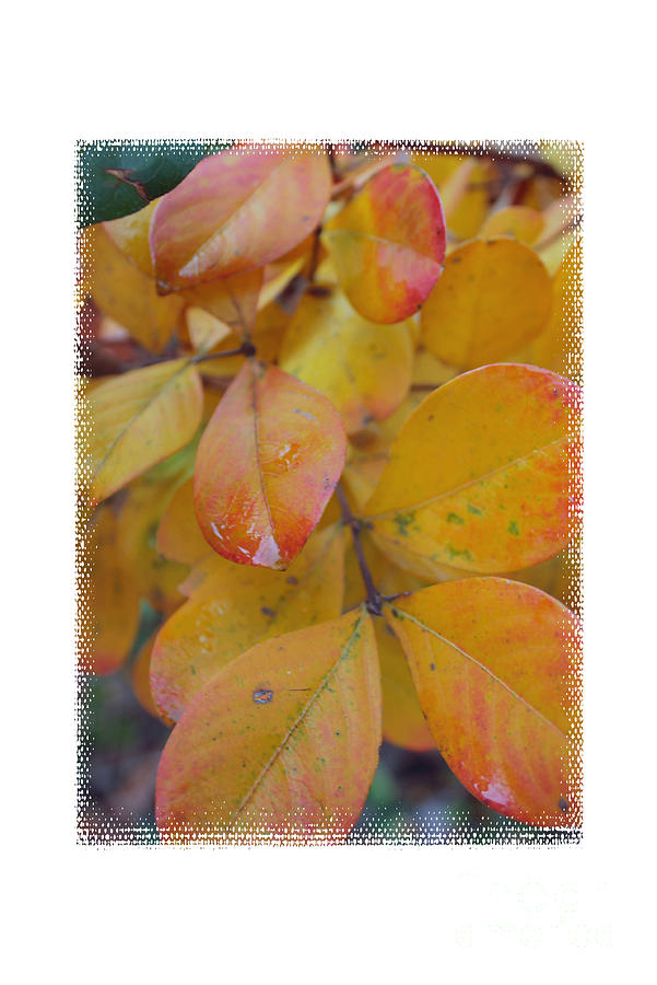 Nature Photograph - Autumn Greeting card by Luv Photography