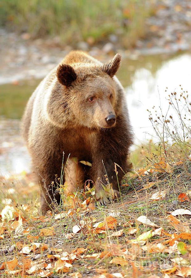 Autumn Grizzly Photograph by Dennis Hammer
