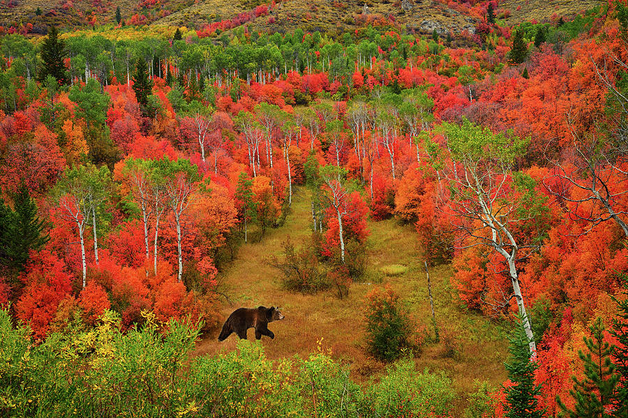 Autumn Grizzly Photograph by Greg Norrell