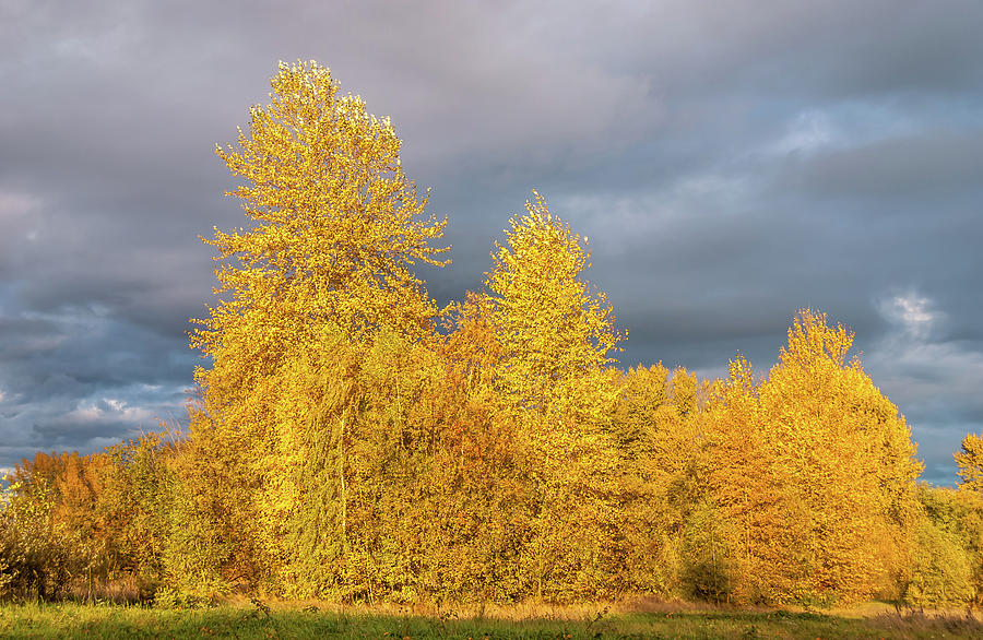 Autumn Grove Photograph by Marv Vandehey - Fine Art America