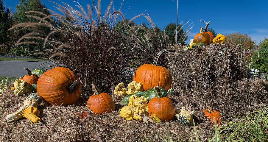 Autumn Harvest Display Photograph by Angelo Marcialis