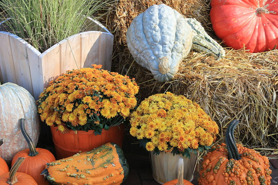 Autumn Harvest- Mums Pumpkins and Gourds Photograph by Dora Sofia Caputo