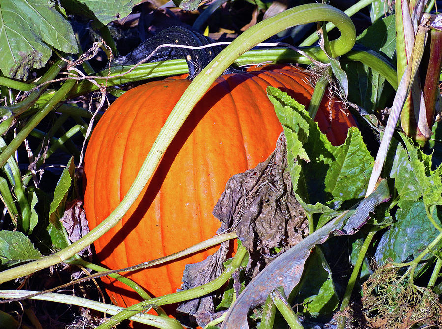 Autumn Harvest Study 2 Photograph by Robert Meyers-Lussier
