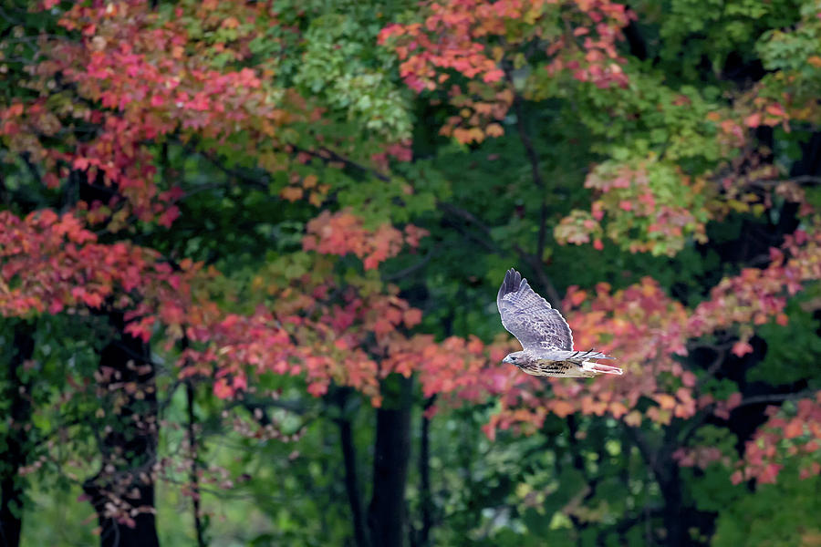 Autumn Hawk Photograph by Bill Wakeley