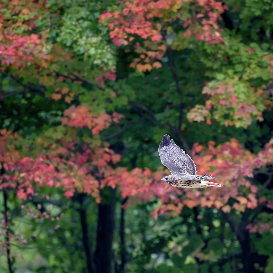 Autumn Hawk square Photograph by Bill Wakeley