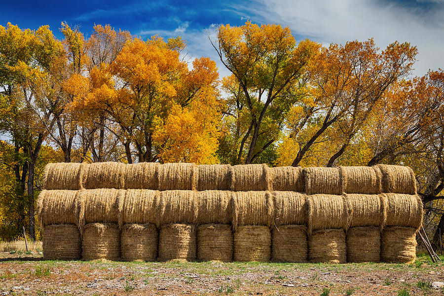 Fall Photograph - Autumn Hay Bales by James BO Insogna