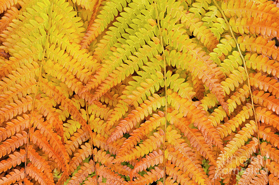 Autumn Hay-scented Ferns Photograph