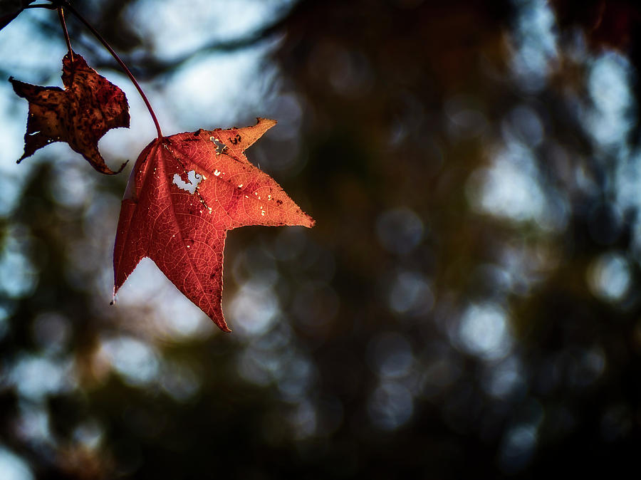 Autumn Heart Photograph by David Kay