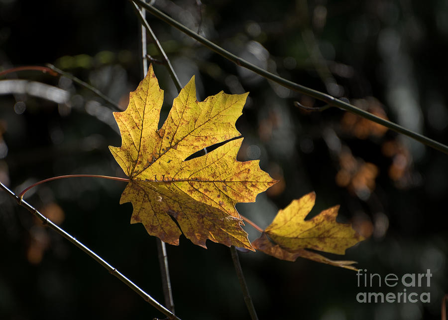 Autumn Highlight Photograph by Mary Jane Armstrong