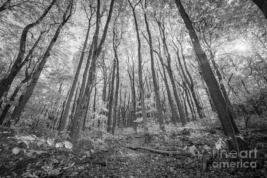 Autumn Hiking Trail Shenandoah National Park BW Photograph by Michael Ver Sprill