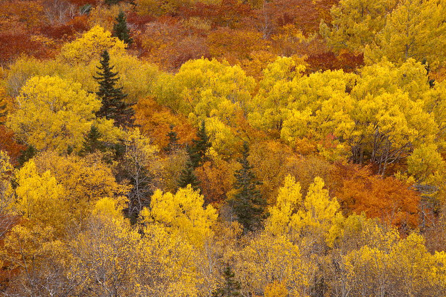 Autumn Hillside at Marshy Hope Photograph by Irwin Barrett - Fine Art ...