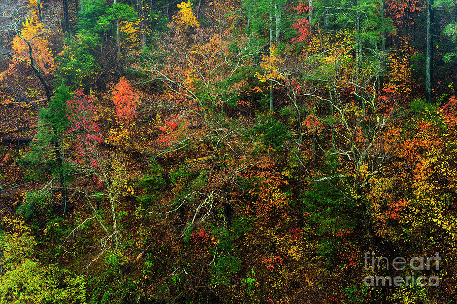 Autumn Hillside Blue Ridge Parkway Photograph by Thomas R Fletcher