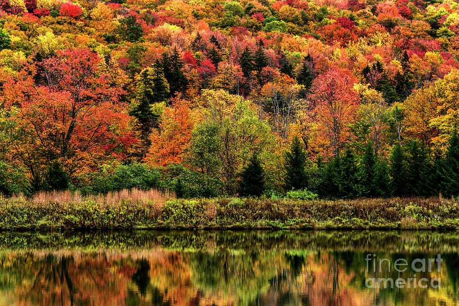 Autumn Hillside Cheat Mountain Photograph by Thomas R Fletcher