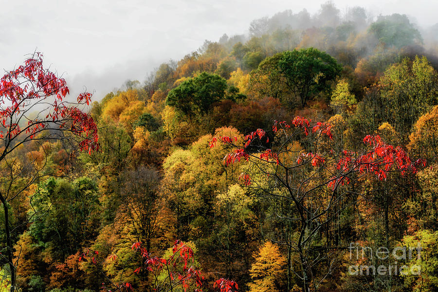 Autumn Hillside in Mist Photograph by Thomas R Fletcher