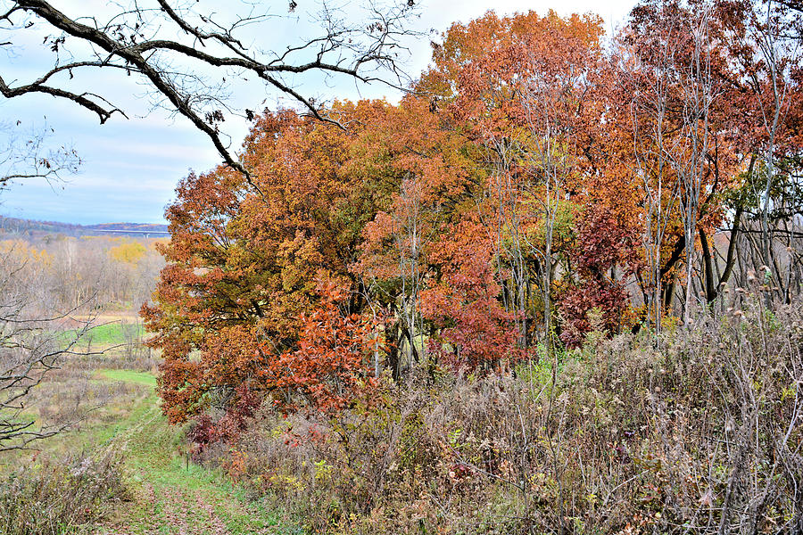 Autumn Hillside Oaks Photograph by Bonfire Photography - Fine Art America