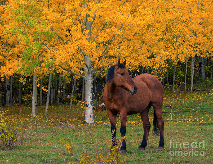 Autumn Horse Photograph by Michael Dawson