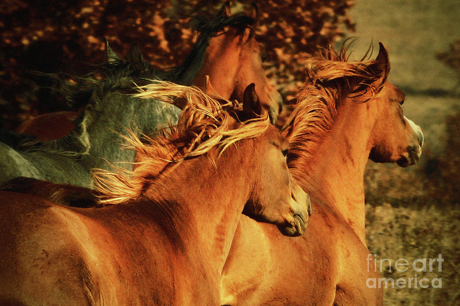 Autumn Horses Photograph by Dimitar Hristov
