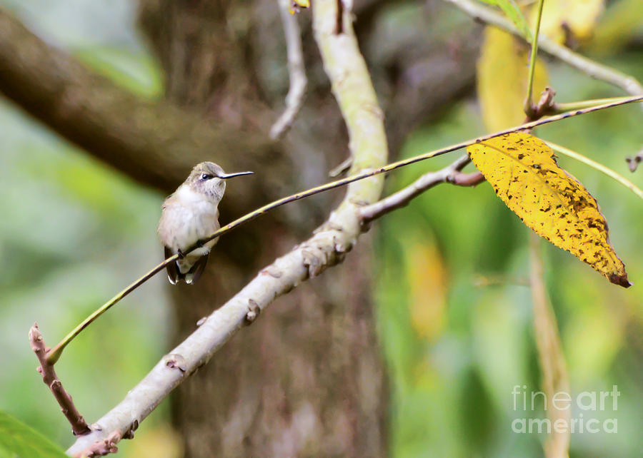 Autumn Hummingbird Photograph by Kerri Farley