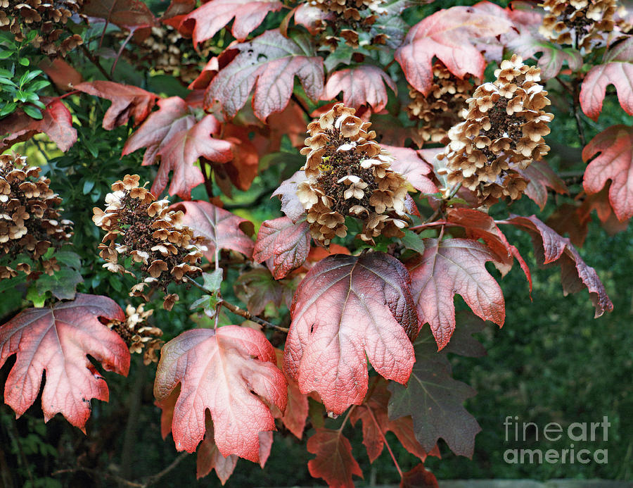 Autumn Hydrangea II Photograph by Mary Haber