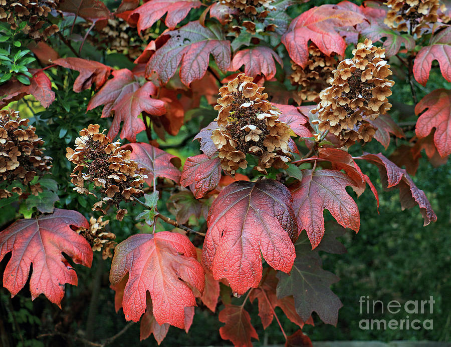Autumn Hydrangea Photograph by Mary Haber