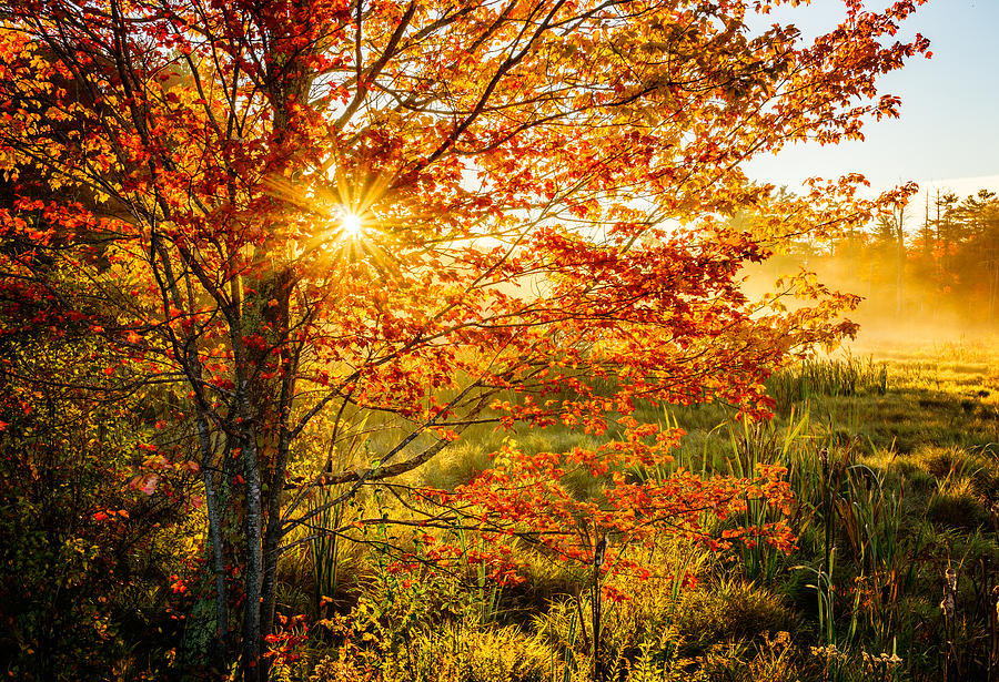 Autumn Illuminated Photograph by Simmie Reagor