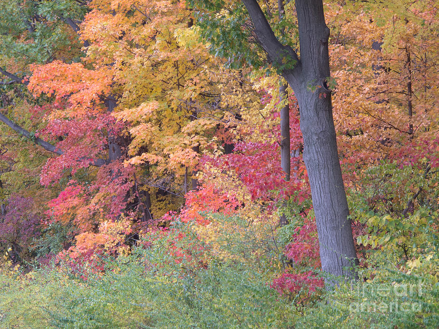 Autumn Impression Photograph by Ann Horn
