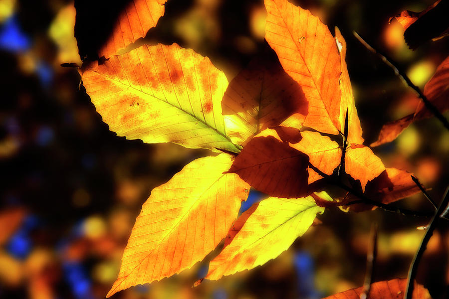 Autumn Impressions -10 Photograph by Alan Hausenflock