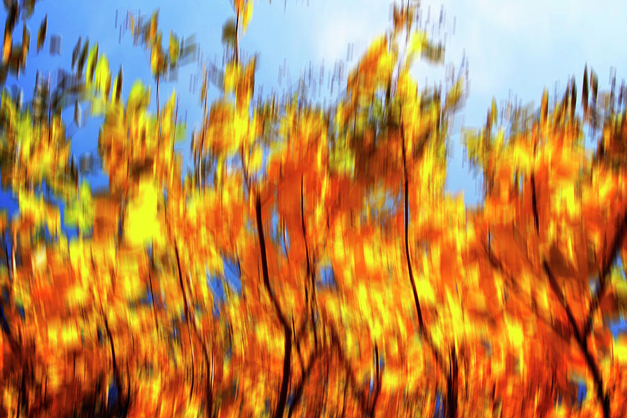 Autumn Impressions -6 Photograph by Alan Hausenflock