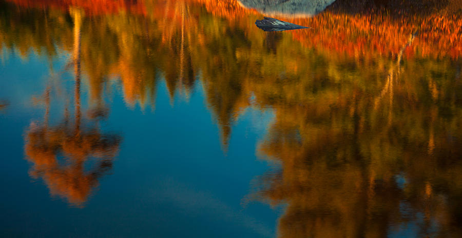 Autumn Impressions Photograph by Irwin Barrett