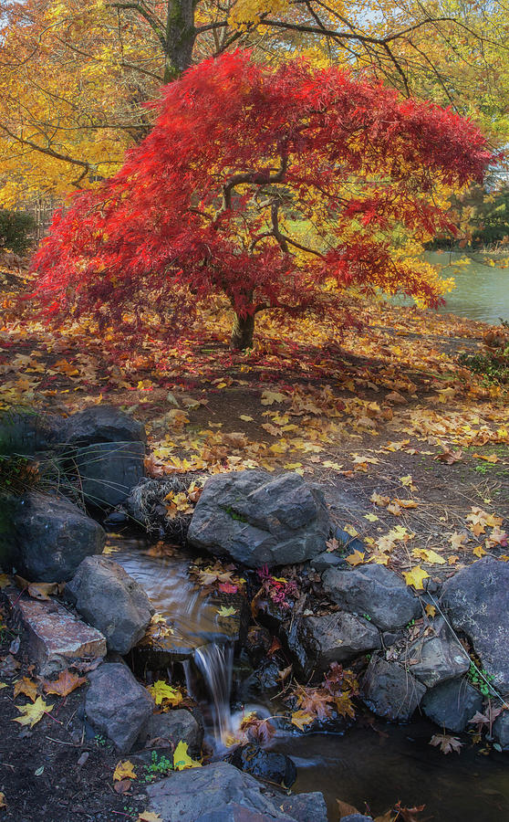 Autumn in a Japanese Garden Photograph by Angie Vogel