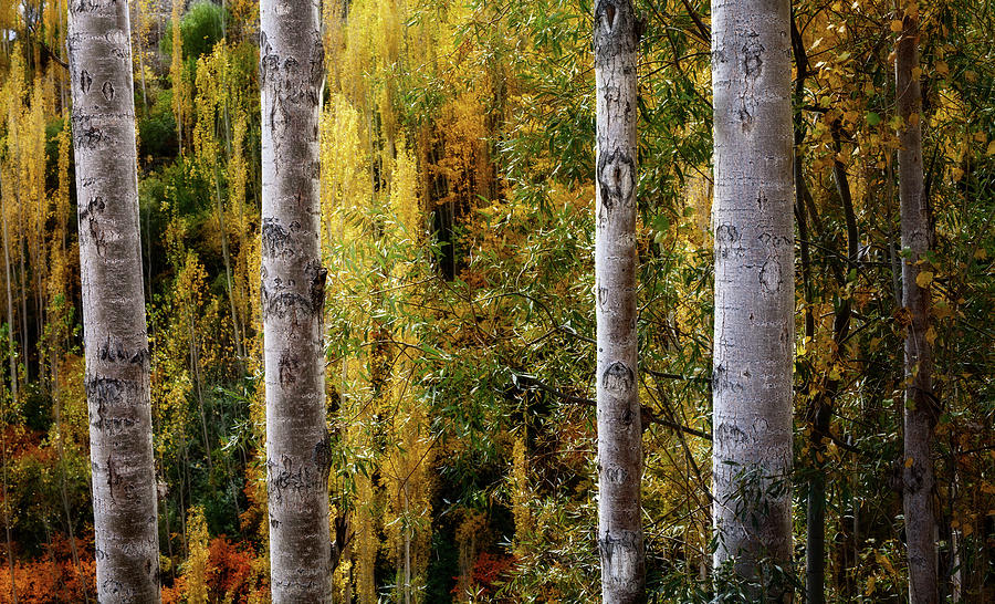 Nature Photograph - Autumn In A Jungle by Awais Yaqub Nature Photograph - Autumn In A Jungle by Awais Yaqub
