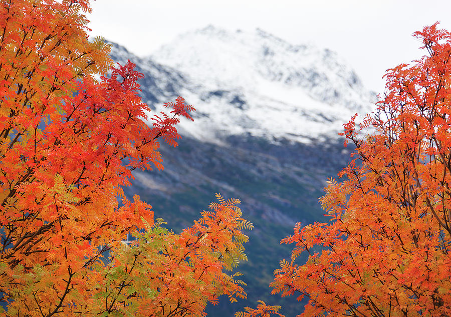 Autumn In Alaska Photograph by Ramunas Bruzas