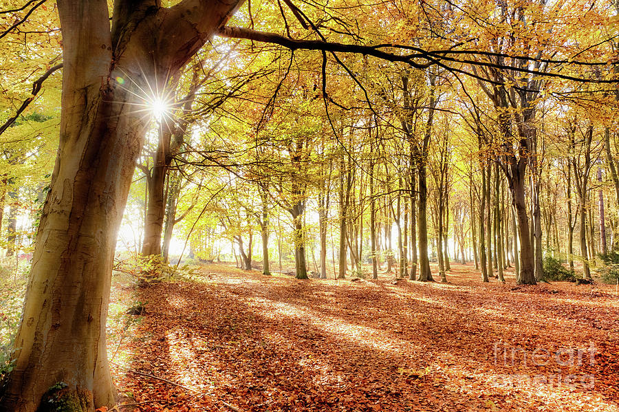 Norfolk autumn in amazing colour Photograph by Simon Bratt