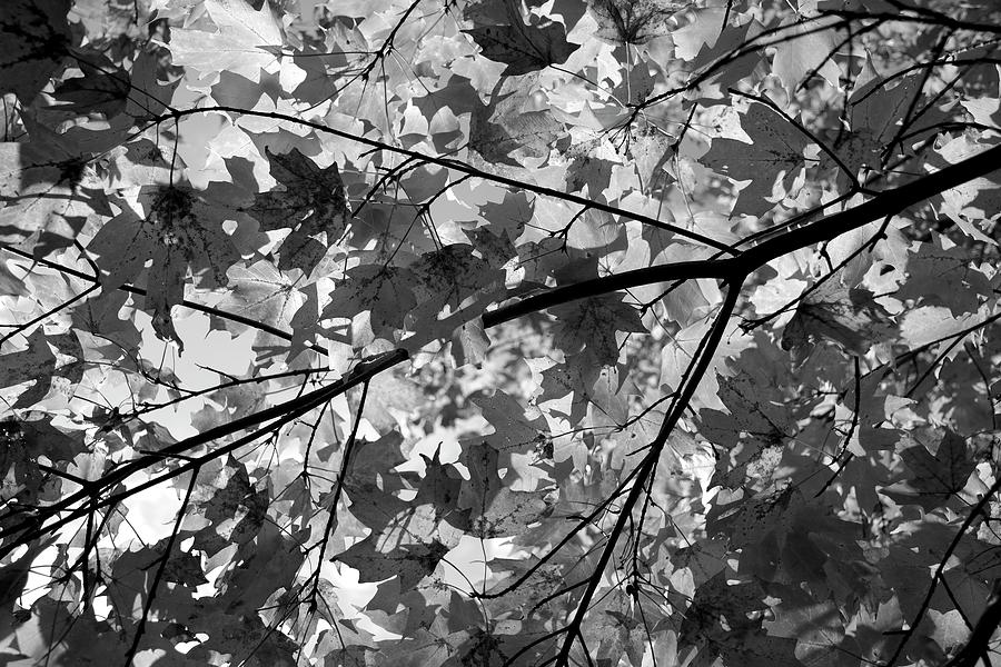Autumn in Black and White 1 Photograph by Angie Tirado
