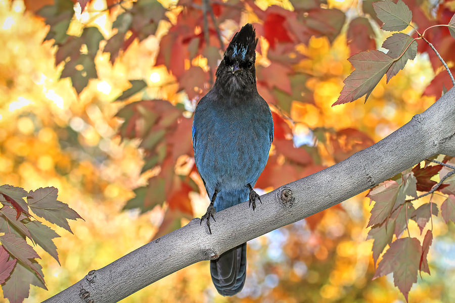 Autumn In Blue Photograph by Donna Kennedy